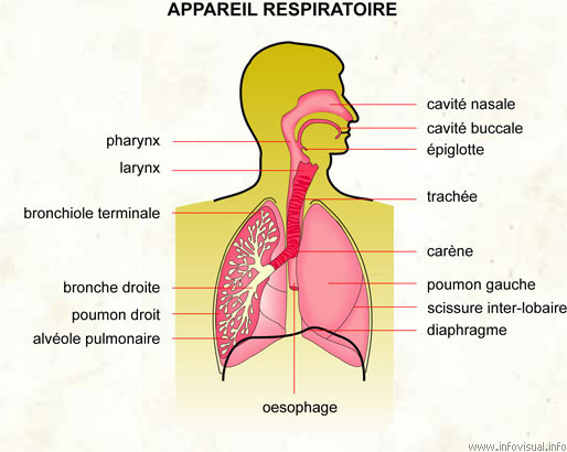 Appareil respiratoire (Dictionnaire Visuel)
